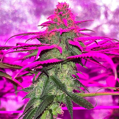 Cookie growlog timeline photo
