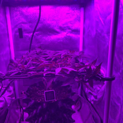 Slurri-Lato growlog timeline photo