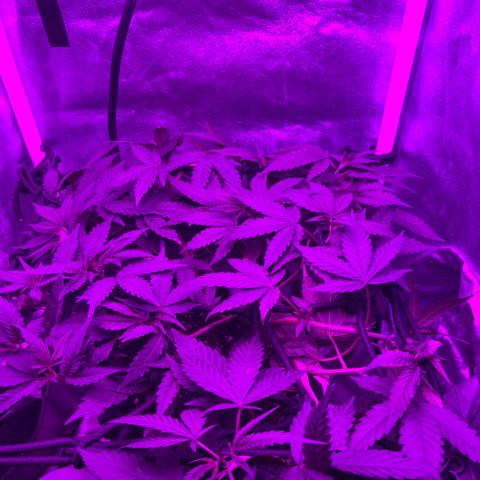 Slurri-Lato growlog timeline photo