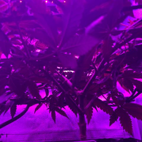 Slurri-Lato growlog timeline photo