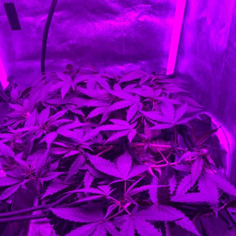 Slurri-Lato growlog timeline photo