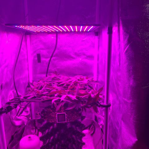 Slurri-Lato growlog timeline photo
