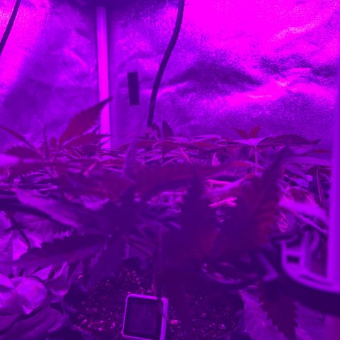 Slurri-Lato growlog timeline photo