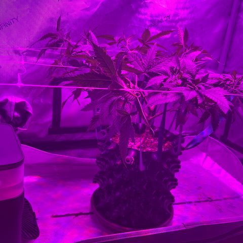 Slurri-Lato growlog timeline photo