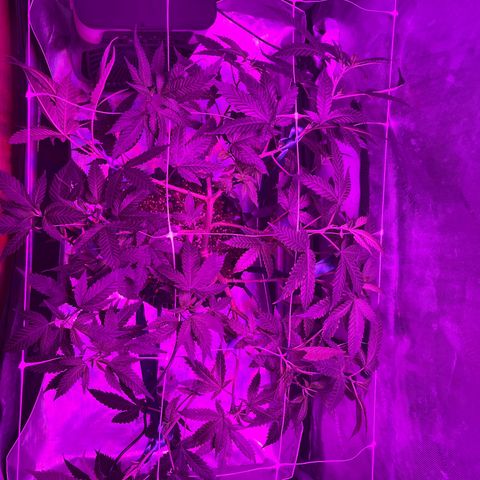 Slurri-Lato growlog timeline photo