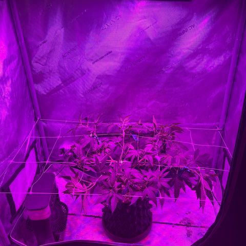 Slurri-Lato growlog timeline photo