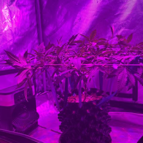 Slurri-Lato growlog timeline photo