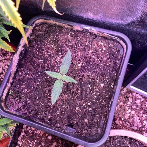 FlowerMind growlog timeline photo