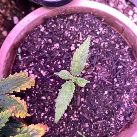 Top Crop growlog timeline photo