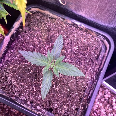 FlowerMind growlog timeline photo
