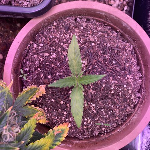 Top Crop growlog timeline photo