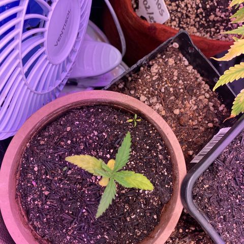 Top Crop growlog timeline photo