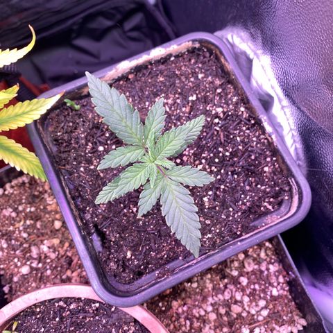 FlowerMind growlog timeline photo