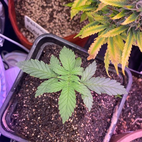 FlowerMind growlog timeline photo