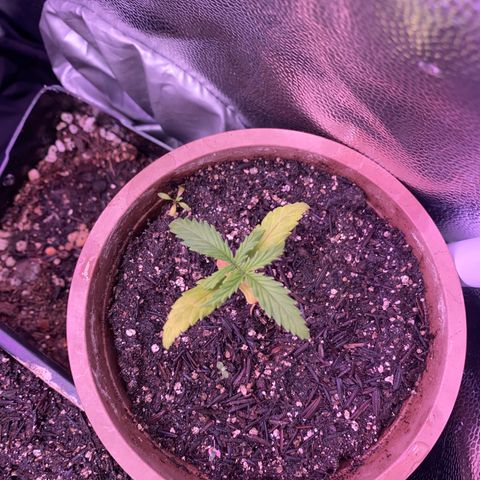 Top Crop growlog timeline photo