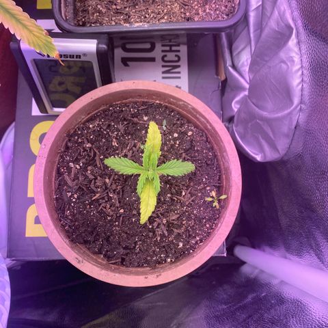 Top Crop growlog timeline photo