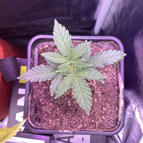 FlowerMind growlog timeline photo