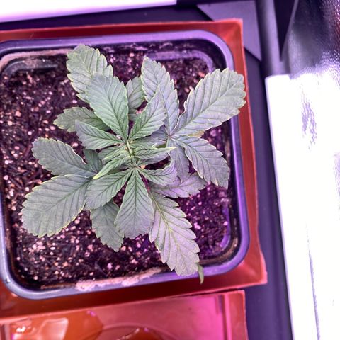 FlowerMind growlog timeline photo