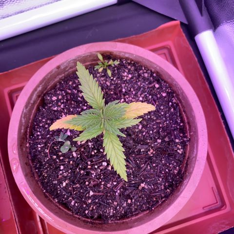 Top Crop growlog timeline photo