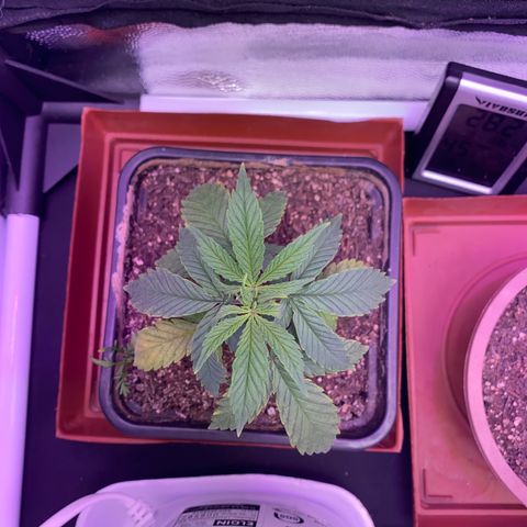 FlowerMind growlog timeline photo