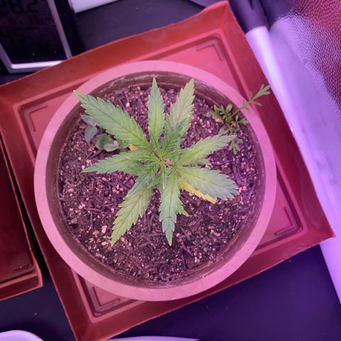 Top Crop growlog timeline photo
