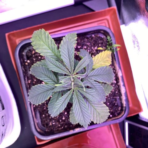 FlowerMind growlog timeline photo