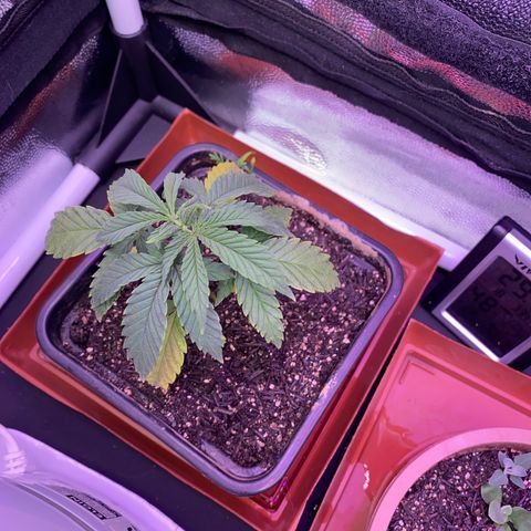 FlowerMind growlog timeline photo