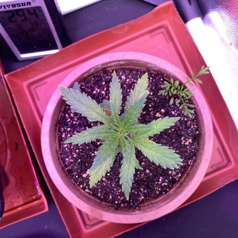 Top Crop growlog timeline photo