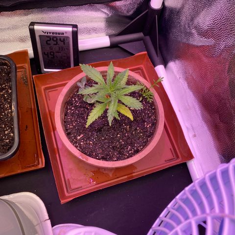 Top Crop growlog timeline photo