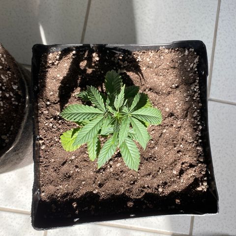 FlowerMind growlog timeline photo