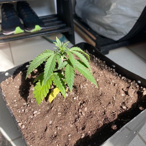 FlowerMind growlog timeline photo