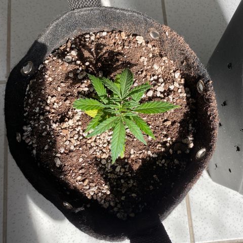 Top Crop growlog timeline photo