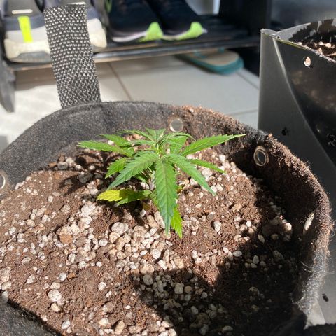 Top Crop growlog timeline photo