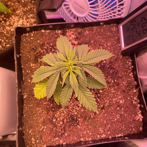 FlowerMind growlog timeline photo