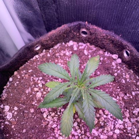 Top Crop growlog timeline photo
