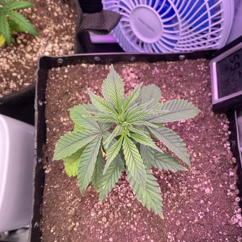 FlowerMind growlog timeline photo