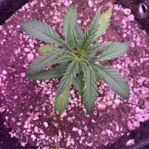 Top Crop growlog timeline photo