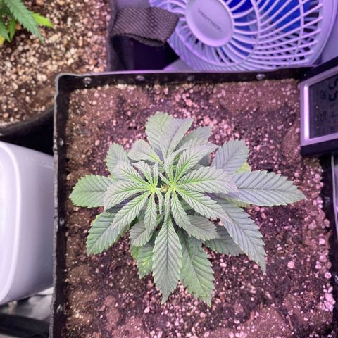 FlowerMind growlog timeline photo