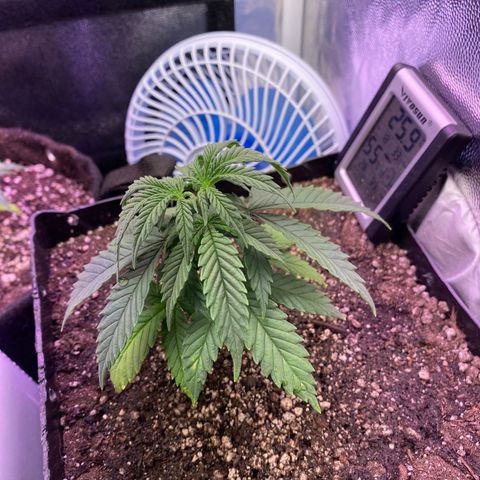 FlowerMind growlog timeline photo