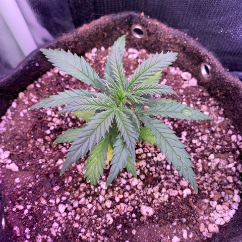 Top Crop growlog timeline photo
