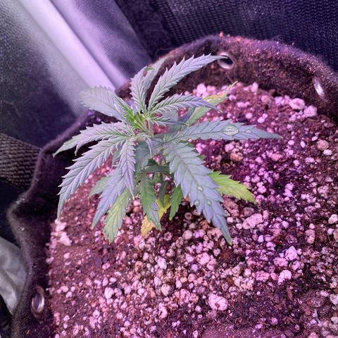 Top Crop growlog timeline photo