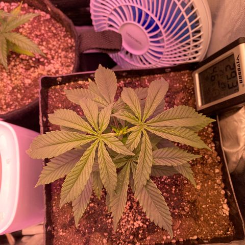 FlowerMind growlog timeline photo