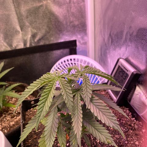 FlowerMind growlog timeline photo