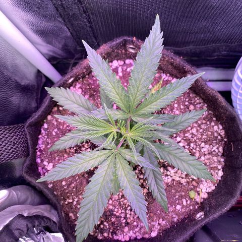Top Crop growlog timeline photo