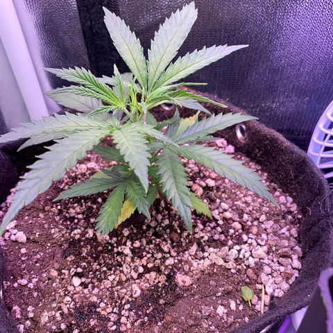 Top Crop growlog timeline photo