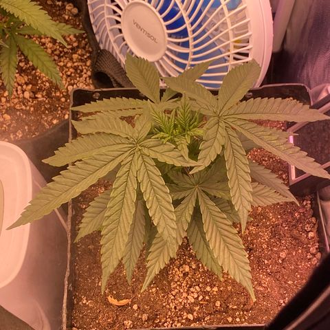 FlowerMind growlog timeline photo