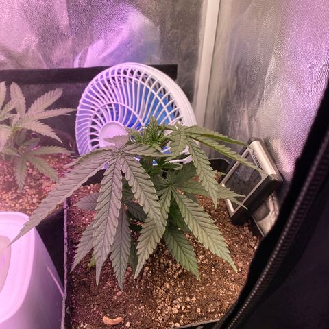 FlowerMind growlog timeline photo