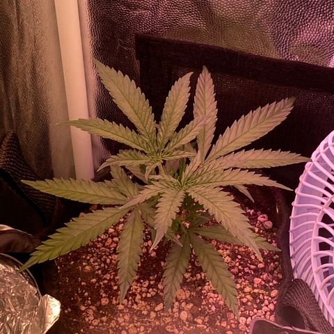 Top Crop growlog timeline photo