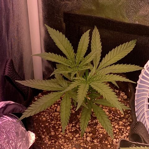 Top Crop growlog timeline photo