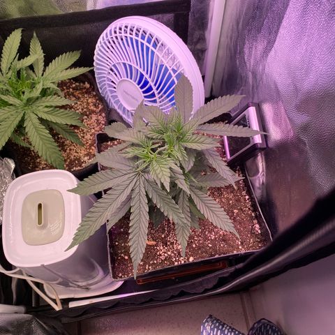 FlowerMind growlog timeline photo